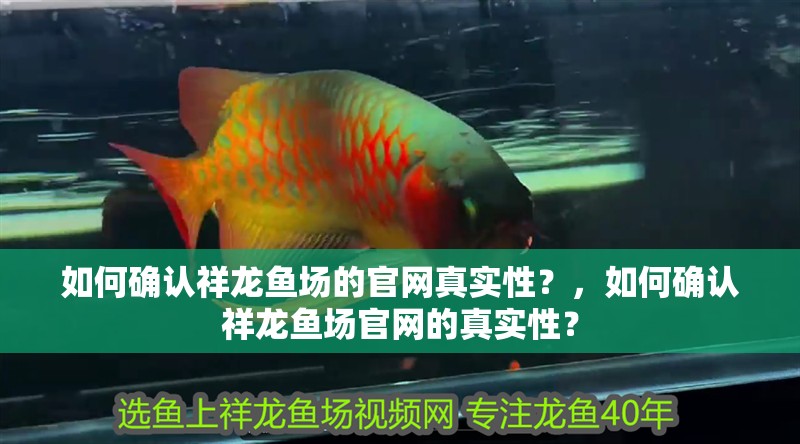 如何確認祥龍魚場的官網真實性？，如何確認祥龍魚場官網的真實性？