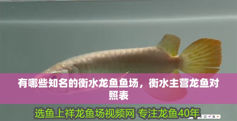 有哪些知名的衡水龍魚魚場，衡水主營龍魚對照表