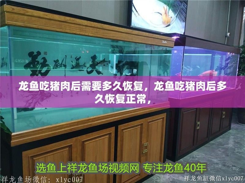 龍魚吃豬肉后需要多久恢復，龍魚吃豬肉后多久恢復正常，