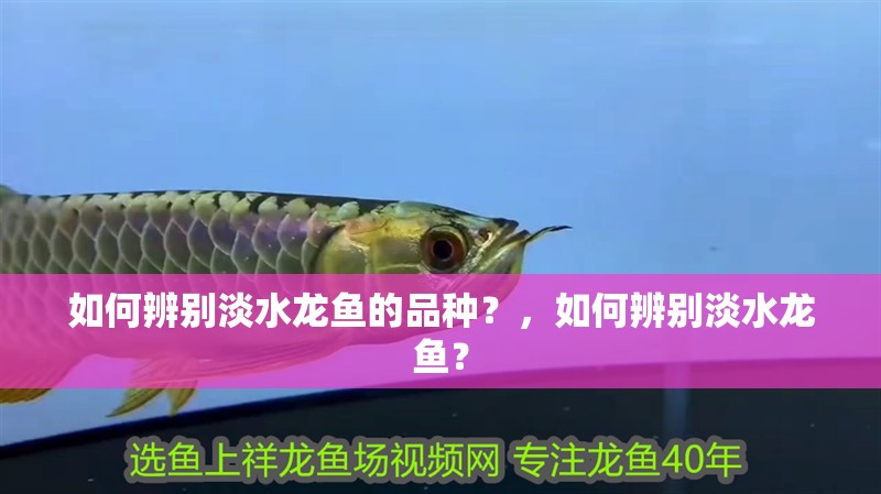 如何辨別淡水龍魚的品種？，如何辨別淡水龍魚？