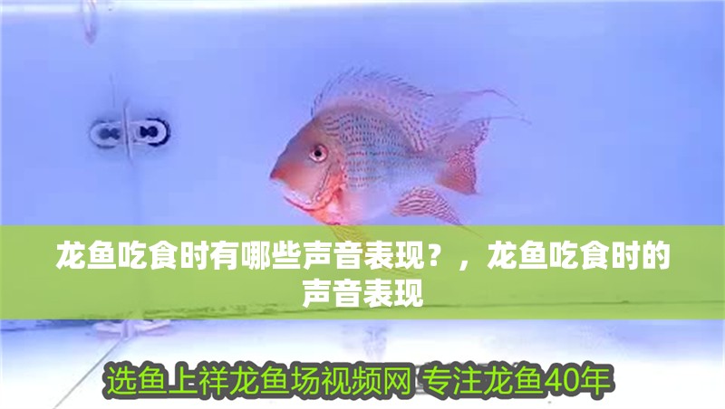 龍魚吃食時有哪些聲音表現？，龍魚吃食時的聲音表現