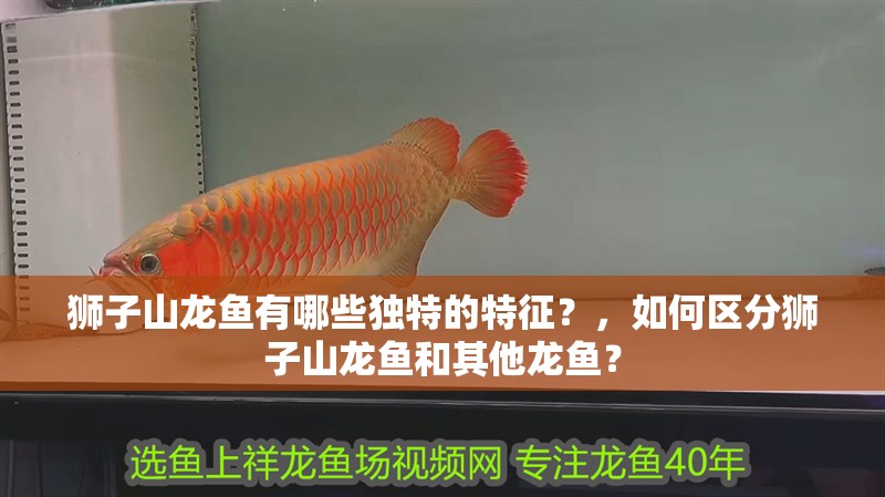 獅子山龍魚有哪些獨特的特征？，如何區(qū)分獅子山龍魚和其他龍魚？