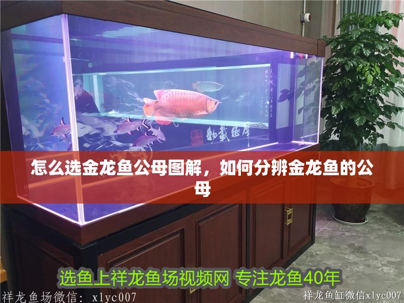 怎么選金龍魚公母圖解，如何分辨金龍魚的公母