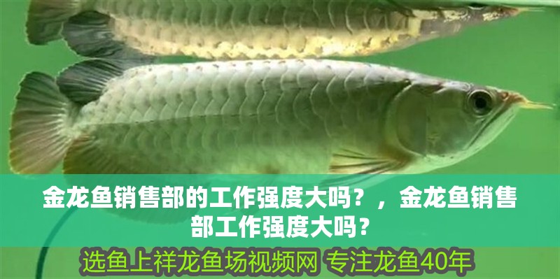 金龍魚銷售部的工作強度大嗎？，金龍魚銷售部工作強度大嗎？