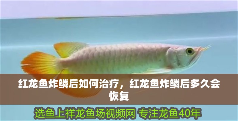 紅龍魚炸鱗后如何治療，紅龍魚炸鱗后多久會恢復
