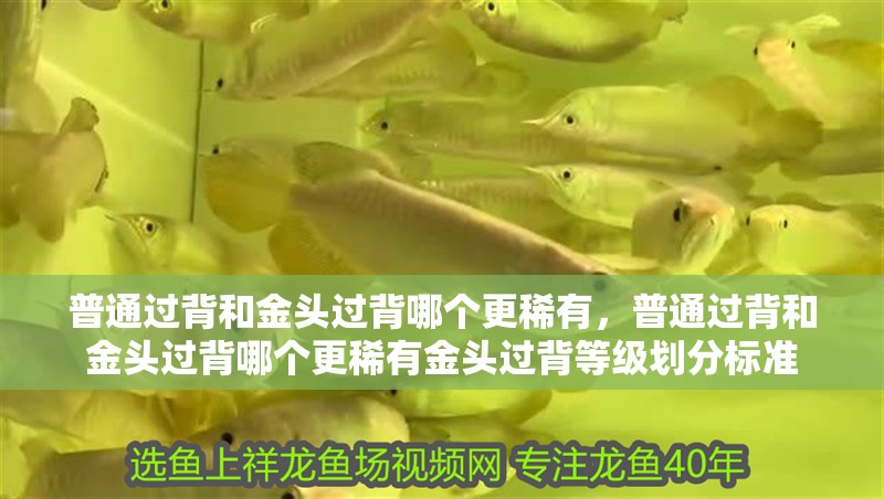 普通過背和金頭過背哪個更稀有，普通過背和金頭過背哪個更稀有金頭過背等級劃分標準