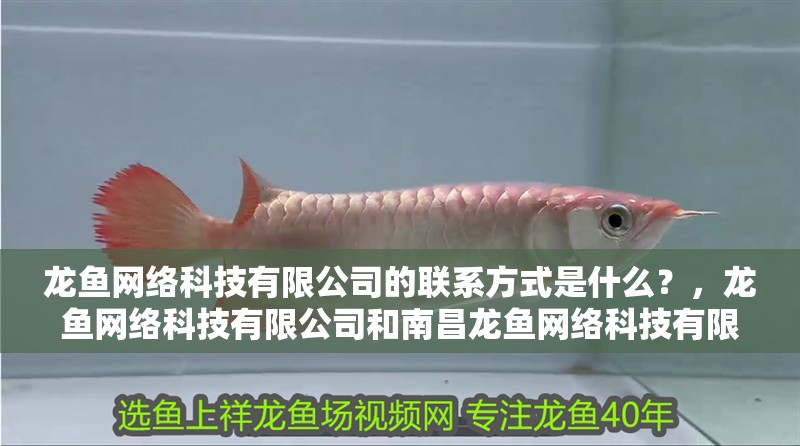 龍魚網絡科技有限公司的聯系方式是什么？，龍魚網絡科技有限公司和南昌龍魚網絡科技有限公司的聯系方式是什么