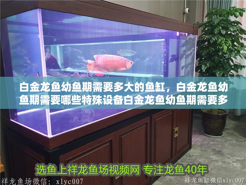 白金龍魚幼魚期需要多大的魚缸，白金龍魚幼魚期需要哪些特殊設(shè)備白金龍魚幼魚期需要多久喂一次