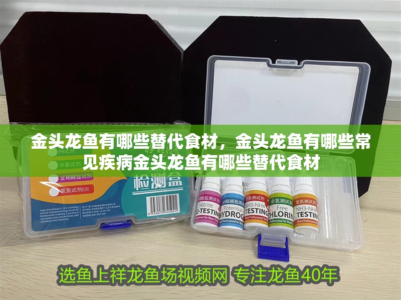 金頭龍魚有哪些替代食材，金頭龍魚有哪些常見疾病金頭龍魚有哪些替代食材