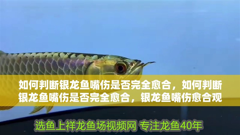 如何判斷銀龍魚嘴傷是否完全愈合，如何判斷銀龍魚嘴傷是否完全愈合，銀龍魚嘴傷愈合觀察清單