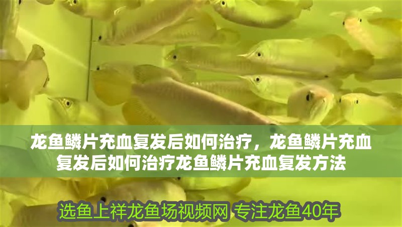 龍魚(yú)鱗片充血復(fù)發(fā)后如何治療，龍魚(yú)鱗片充血復(fù)發(fā)后如何治療龍魚(yú)鱗片充血復(fù)發(fā)方法