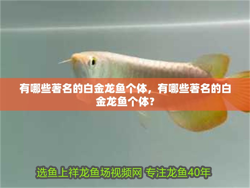 有哪些著名的白金龍魚(yú)個(gè)體,有哪些著名的白金龍魚(yú)個(gè)體?