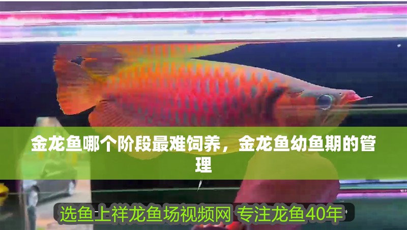 金龍魚哪個階段最難飼養，金龍魚幼魚期的管理