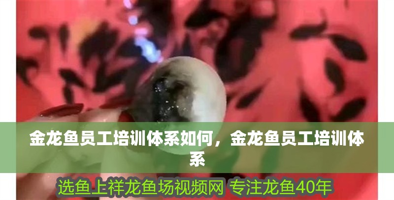 金龍魚員工培訓體系如何,金龍魚員工培訓體系