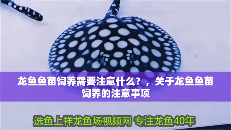 龍魚魚苗飼養需要注意什么？，關于龍魚魚苗飼養的注意事項