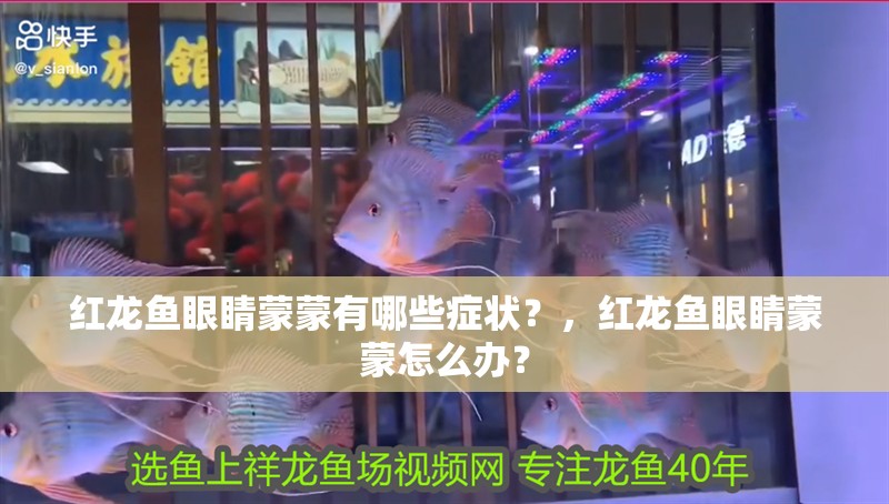 紅龍魚眼睛蒙蒙有哪些癥狀？，紅龍魚眼睛蒙蒙怎么辦？