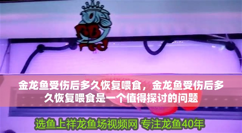 金龍魚受傷后多久恢復(fù)喂食,金龍魚受傷后多久恢復(fù)喂食是一個值得探討的問題