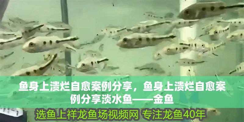 魚身上潰爛自愈案例分享,魚身上潰爛自愈案例分享淡水魚——金魚