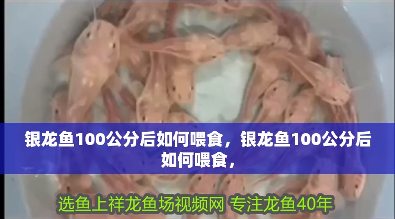 銀龍魚100公分后如何喂食，銀龍魚100公分后如何喂食，