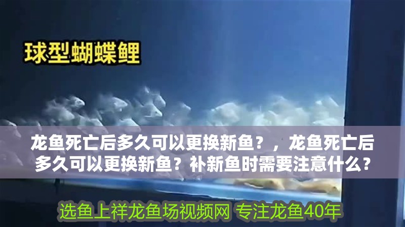 龍魚死亡后多久可以更換新魚？，龍魚死亡后多久可以更換新魚？補新魚時需要注意什么？