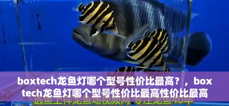 boxtech龍魚燈哪個(gè)型號(hào)性價(jià)比最高？，boxtech龍魚燈哪個(gè)型號(hào)性價(jià)比最高性價(jià)比最高