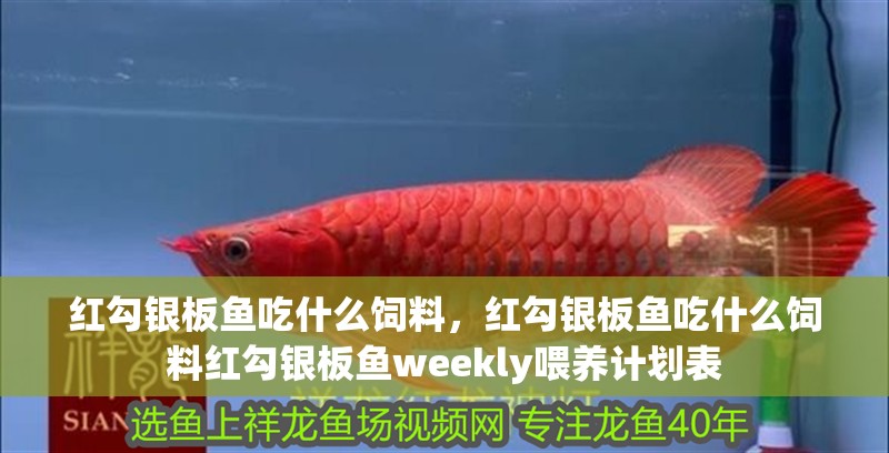 紅勾銀板魚吃什么飼料，紅勾銀板魚吃什么飼料紅勾銀板魚weekly喂養計劃表