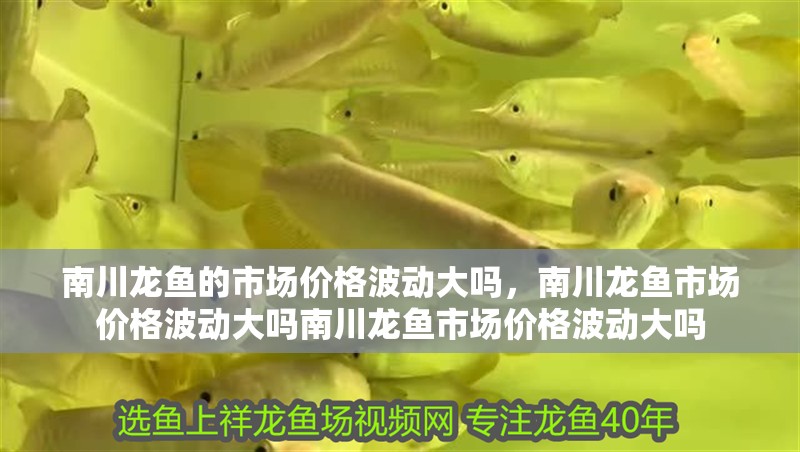 南川龍魚的市場(chǎng)價(jià)格波動(dòng)大嗎,南川龍魚市場(chǎng)價(jià)格波動(dòng)大嗎南川龍魚市場(chǎng)價(jià)格波動(dòng)大嗎