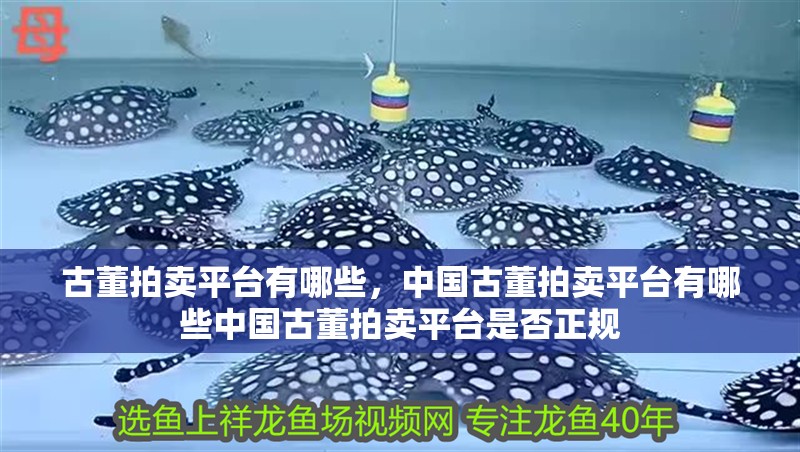 古董拍賣平臺有哪些,中國古董拍賣平臺有哪些中國古董拍賣平臺是否正規