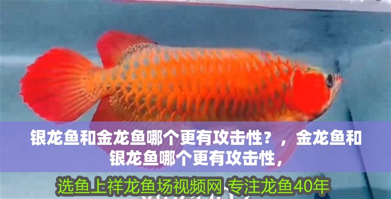 銀龍魚和金龍魚哪個更有攻擊性？，金龍魚和銀龍魚哪個更有攻擊性，