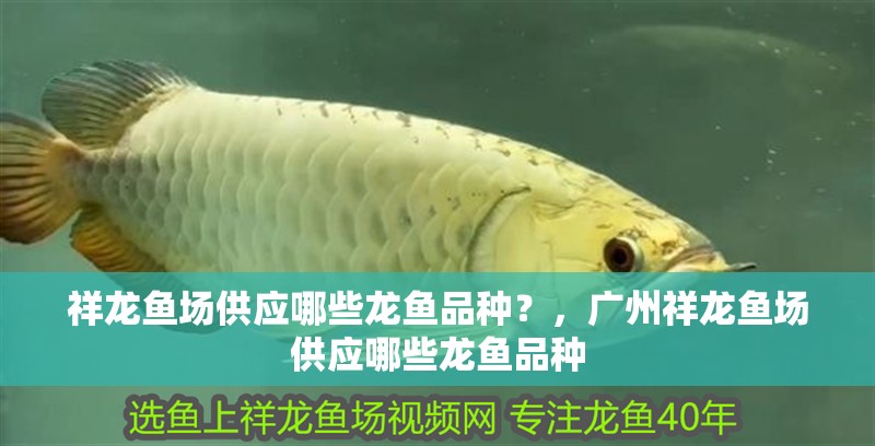 祥龍魚場供應哪些龍魚品種？，廣州祥龍魚場供應哪些龍魚品種