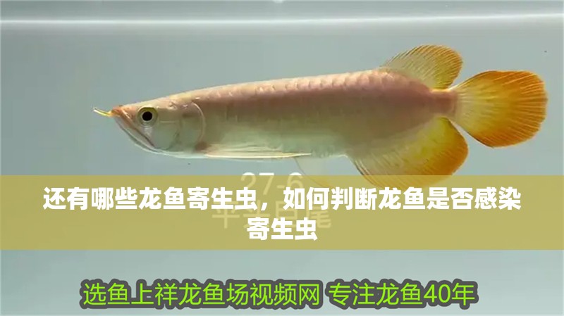 還有哪些龍魚寄生蟲，如何判斷龍魚是否感染寄生蟲