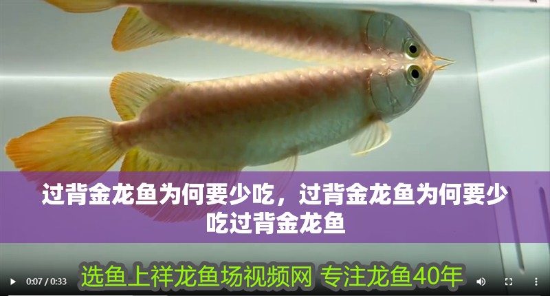 過背金龍魚為何要少吃，過背金龍魚為何要少吃過背金龍魚