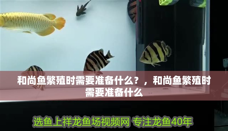和尚魚繁殖時需要準(zhǔn)備什么？，和尚魚繁殖時需要準(zhǔn)備什么