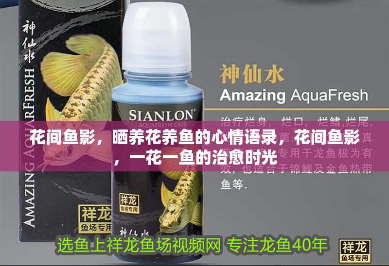 花間魚影，曬養花養魚的心情語錄，花間魚影，一花一魚的治愈時光