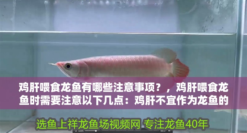 雞肝喂食龍魚有哪些注意事項(xiàng)？，雞肝喂食龍魚時(shí)需要注意以下幾點(diǎn)：雞肝不宜作為龍魚的主食