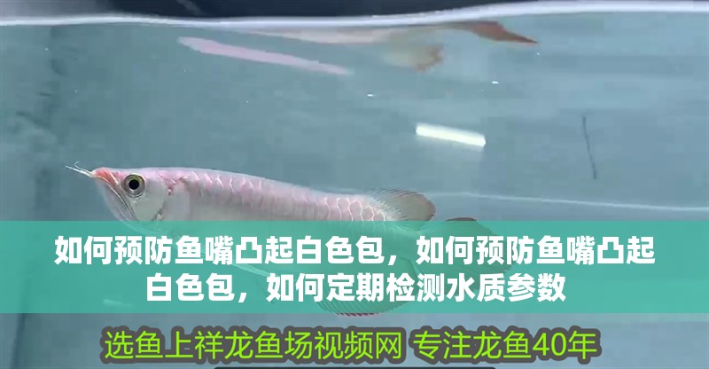 如何預(yù)防魚嘴凸起白色包，如何預(yù)防魚嘴凸起白色包，如何定期檢測水質(zhì)參數(shù)