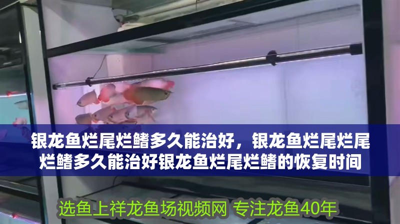 銀龍魚爛尾爛鰭多久能治好，銀龍魚爛尾爛尾爛鰭多久能治好銀龍魚爛尾爛鰭的恢復(fù)時間