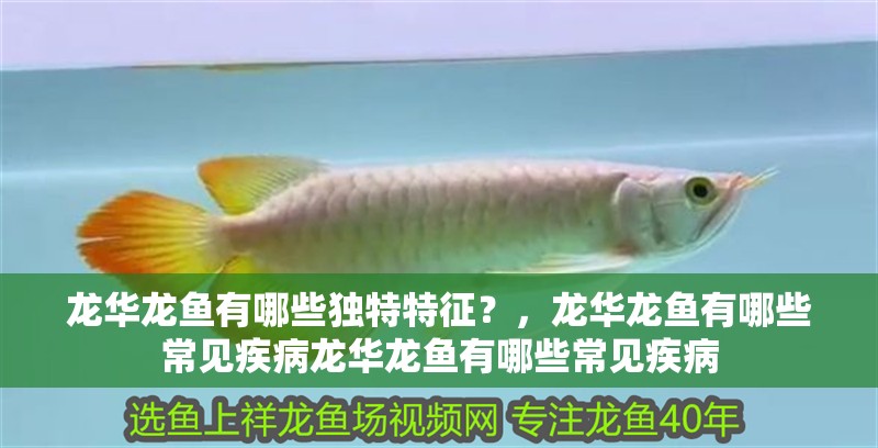 龍華龍魚有哪些獨(dú)特特征？，龍華龍魚有哪些常見疾病龍華龍魚有哪些常見疾病