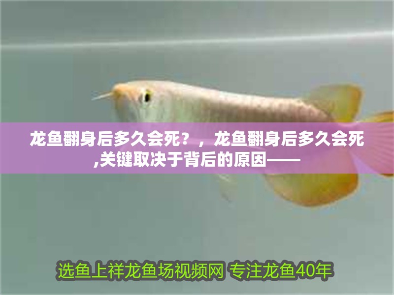 龍魚翻身后多久會死？，龍魚翻身后多久會死,關鍵取決于背后的原因——