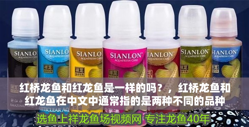 紅橋龍魚和紅龍魚是一樣的嗎？，紅橋龍魚和紅龍魚在中文中通常指的是兩種不同的品種
