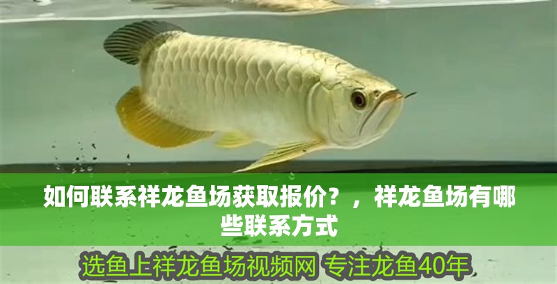 如何聯系祥龍魚場獲取報價？，祥龍魚場有哪些聯系方式