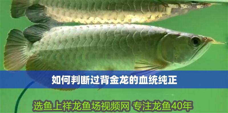 如何判斷過背金龍的血統純正