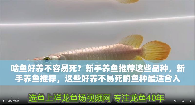 啥魚好養(yǎng)不容易死？新手養(yǎng)魚推薦這些品種，新手養(yǎng)魚推薦，這些好養(yǎng)不易死的魚種最適合入門