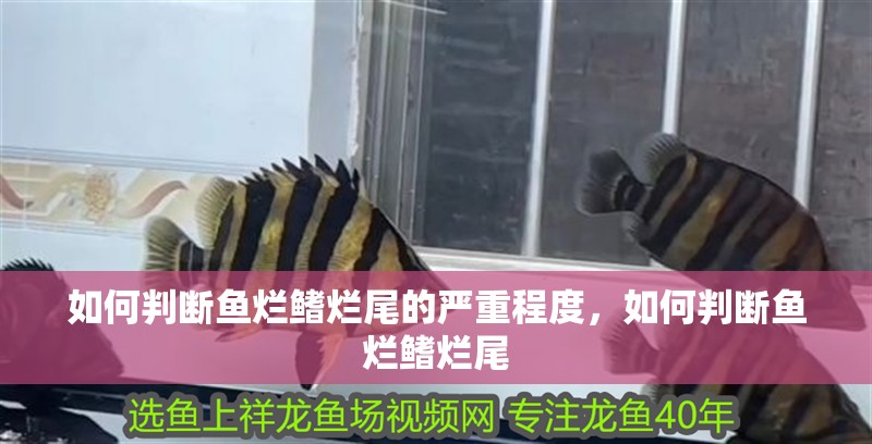 如何判斷魚爛鰭爛尾的嚴重程度，如何判斷魚爛鰭爛尾