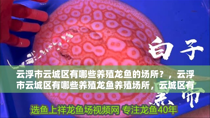 云浮市云城區有哪些養殖龍魚的場所？，云浮市云城區有哪些養殖龍魚養殖場所，云城區有哪些大型魚場