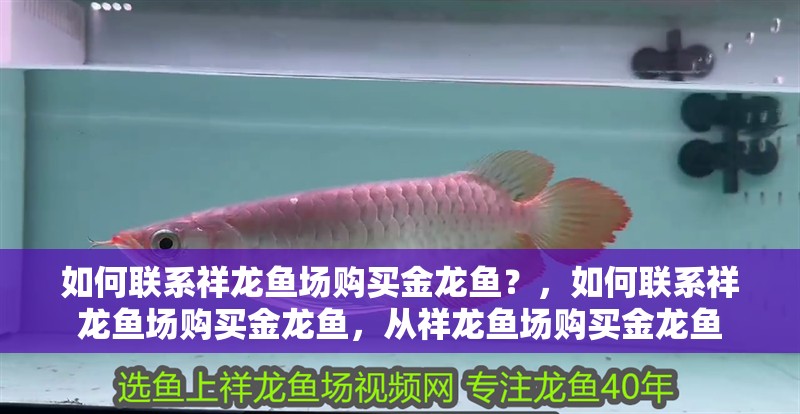如何聯系祥龍魚場購買金龍魚？，如何聯系祥龍魚場購買金龍魚，從祥龍魚場購買金龍魚