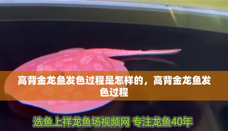 高背金龍魚發(fā)色過程是怎樣的，高背金龍魚發(fā)色過程