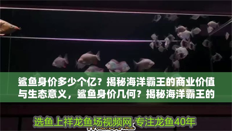 鯊魚身價多少個億？揭秘海洋霸王的商業價值與生態意義，鯊魚身價幾何？揭秘海洋霸王的商業價值與生態意義