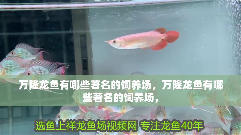 萬隆龍魚有哪些著名的飼養場，萬隆龍魚有哪些著名的飼養場，