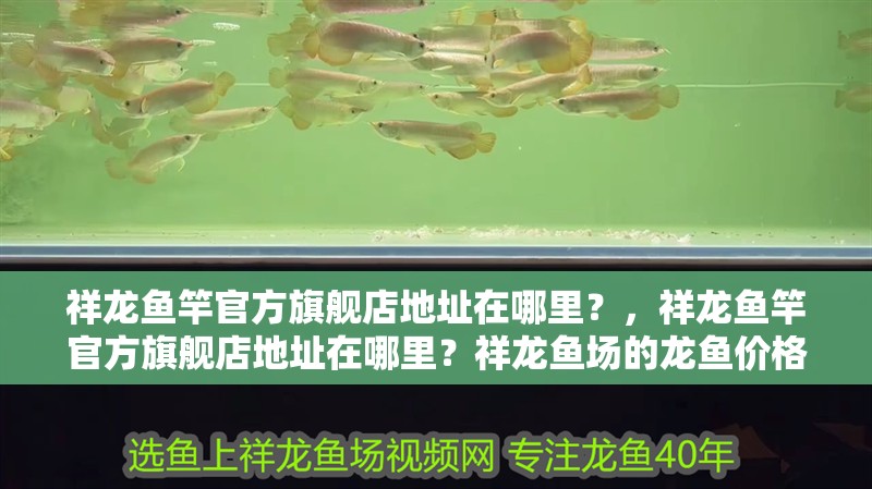 祥龍魚(yú)竿官方旗艦店地址在哪里？，祥龍魚(yú)竿官方旗艦店地址在哪里？祥龍魚(yú)場(chǎng)的龍魚(yú)價(jià)格是多少？